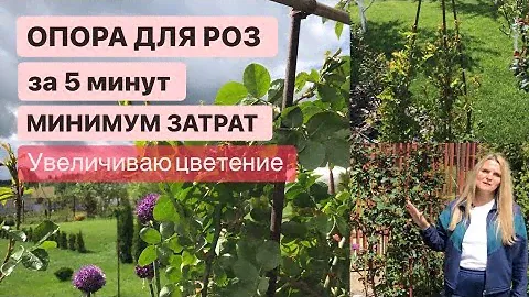 ОПОРА ДЛЯ РОЗ ЗА 5 МИНУТ / ПО НОВОМУ ДЛЯ ПЫШНОСТИ / ОБЗОР РОЗ В САДУ 👌