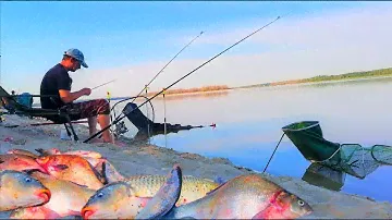 ДИКІ САЗАНИ, ЛЯЩІ, КАРАСІ НА ДИКАРІ. Рибалка з ночьовкою на донки